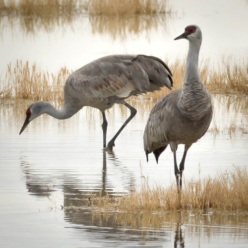 fatchance:Sandhill cranes / grulla gris (Antigone canadensis) at Twin Lakes in Willcox, Arizona. Abo