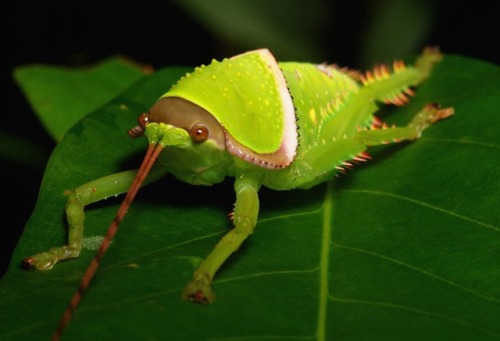 sinobug:Giant False Leaf Katydid, nymph (above) and adult (below) (Pseudophyllus titan, Pseudophylli