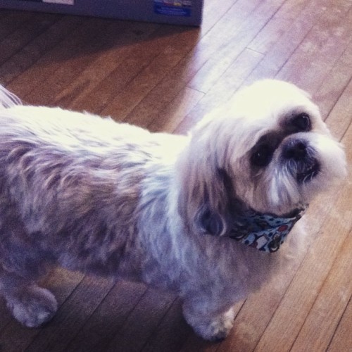 <p>Woot woot #mr_sandybun … U r the most handsomest boy ever!!!  #haircutday #shihtzu #shihtzusofinstagram</p>