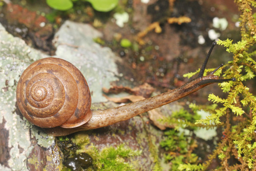 The longest snail I’ve ever seen.