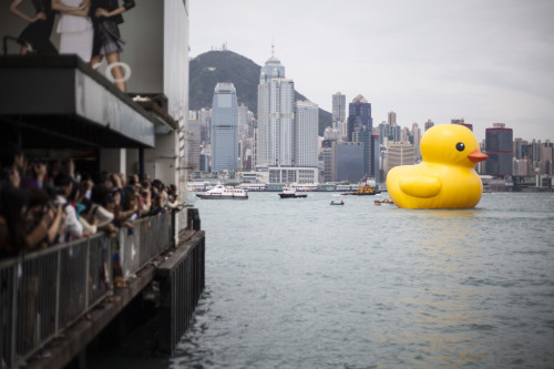 Rubber Duck Project, Honk Kong by Florentijn Hofman