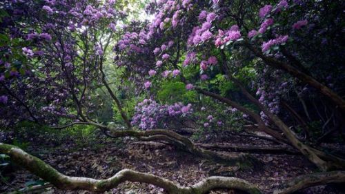  Geroldsauer Wasserfall & Rhododendron by Oliver Griebl