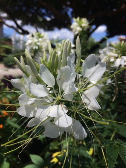 Cleome is a genus in the family Cleomaceae. Many species in this genus are cultivated ornamentally, 