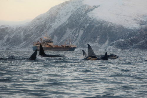 expressions-of-nature:  by Sirpa Winter whale watching in Norway 