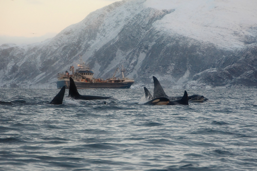 Porn Pics expressions-of-nature:  by Sirpa Winter whale