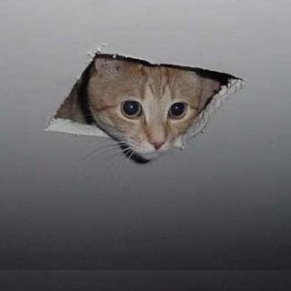 an orange cat's head peaking through a square of what looks to be cut drywall.