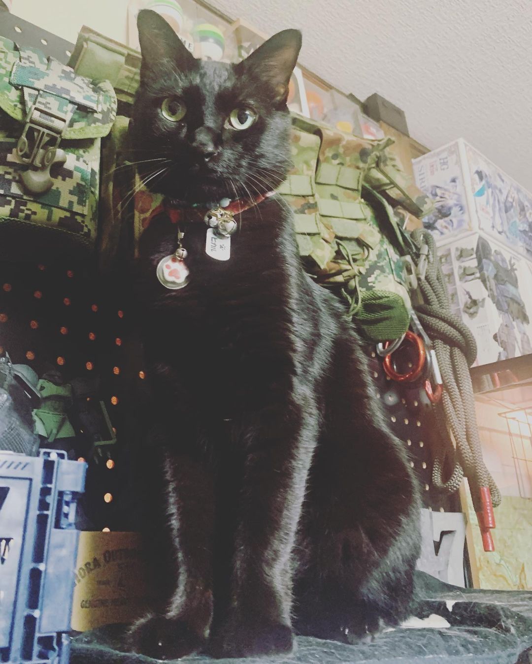 Abiruman47 Abiru Yoshimi 僕はヒカル 下僕とぉちゃんを監視中 猫 ネコ ねこ Neko Neco Cat Abiruman47 Abiru Yoshimi 僕はヒカル 下僕とぉちゃんを監視中 猫 ネコ ねこ Neko Neco Cat