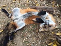 wolfparkinterns:  Hello, have you seen my belly? It really needs some petting!