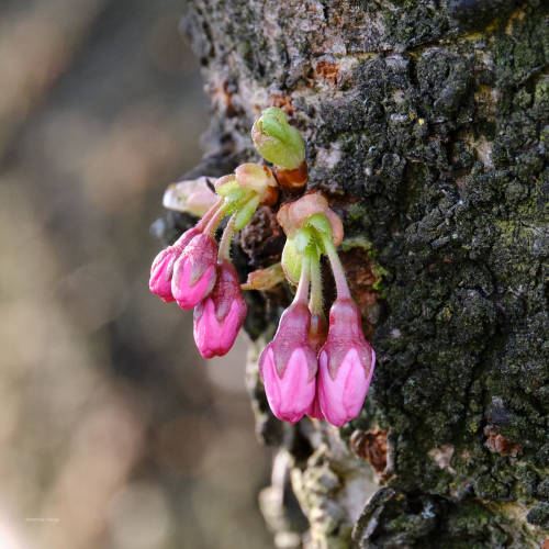 Spring in the city