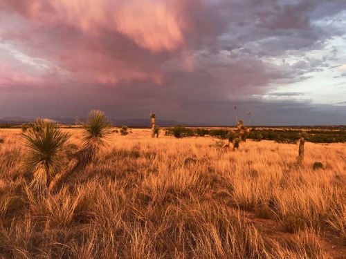 A storm moving in over the desert grassland, Cochise County, Arizona.