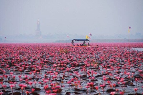 srirachini: The Red Lotus Sea in Udon Thani, ThailandThis spectacular site is home to millions of lo