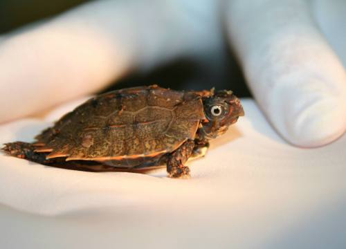 Endangered Turtle Hatches at Fort Wayne Children’s ZooThe Fort Wayne Children’s Zoo’s ne