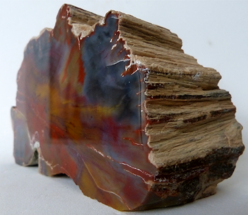 rockon-ro:PETRIFIED WOOD from the Chinle Formation of Arizona. Colors are dependent on the chemistry