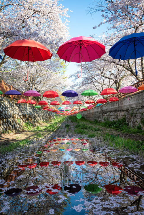 DSLR shots of the cherry blossoms of Jinhae during the annual Gunhangje Festival.