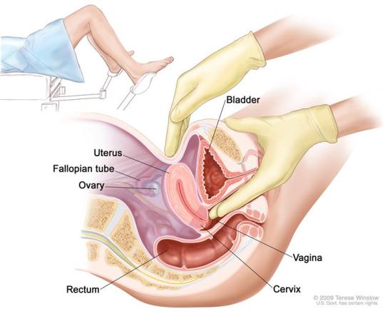 Female reproductive system anatomy and vagina