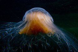 theoceaniswonderful:  Lion’s Mane Jellyfish [x][x][x][x] by Amos the eel