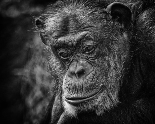 photografiae:  Chimp by tedmckee18 || http://ift.tt/1AJPGAj