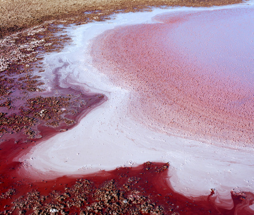 kent-andreasen: Algae Blooms Worcester