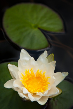 hueandeyephotography:  White lotus, Garden