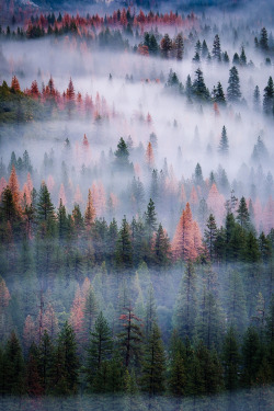 banshy:  Mist in the Trees // Jay Tayag 