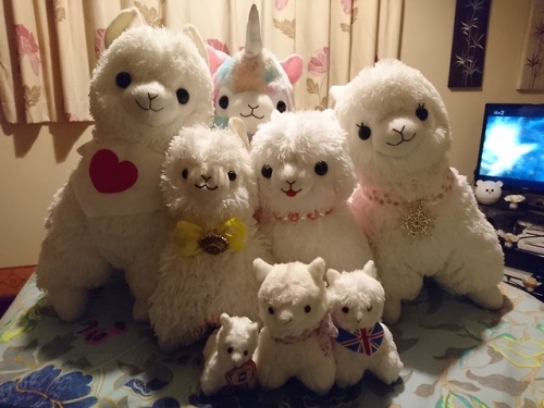 fuckyeaharpakasso:My family alpacasso’s we make a good team and I can see you unicorn hidding!!