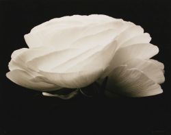 fragrantblossoms:  Denis Brihat,  Gardenia,