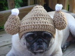 dapperpugs:  Happy Thanksgiving! via