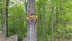 photorator:  Tree swallowing a danger sign