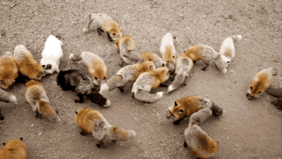 gifsboom:  Awwww…Swarms of foxes with extremely fluffy !! [video] [fox-info .net]