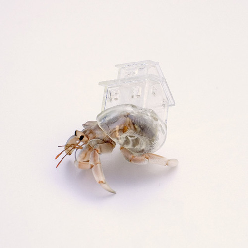 Created in 2009 by Japanese artist Aki Inomata, these fantastic little cityscapes atop hermit crab s