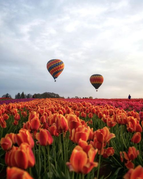 oregonmadeshop:  Meanwhile, in Oregon. Look at all that beauty!! Amazing 📸 by :   lorilbenton    Shop Oregon Made | Follow us on Instagram