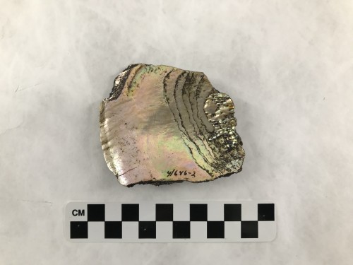 ScraperAbalone shellExcavated from Shell Midden in Pacific Grove, CA, circa 1400 CETo help support t