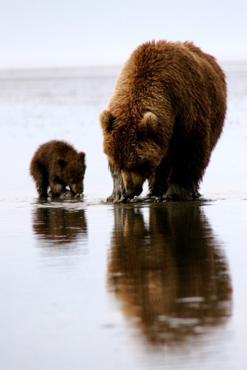 cute-dangerous:  Feeding lessons
