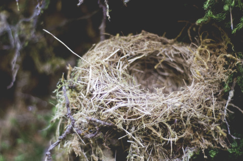 autumnsaurora: Bird’s Nest © Autumns Aurora Tumblr Flickr Instagram