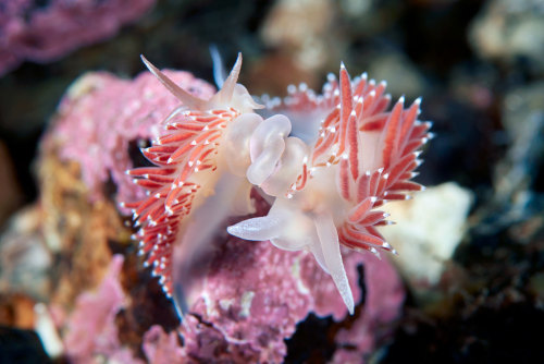 end0skeletal-undead: 1. Red King Crab, Paralithodes camtschaticus2. Japanese Warbonnet, Chirolophis 