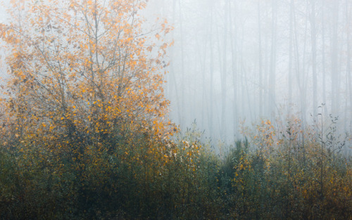itakephotosofallthethings:The Fog Almost Drowns Them OutSnoqualmie, WA
