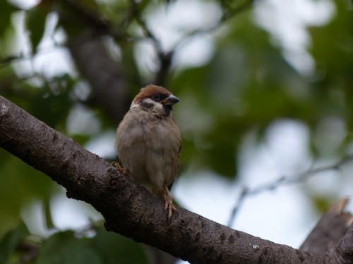 スズメ　Eurasian tree sparrowTown Sparrow ～ 街のすずめ　ArchiveTown Birds ～ 街の鳥  Archive