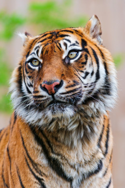 bigcatkingdom:  Sumatran tigress looking on the side (by Tambako the Jaguar)