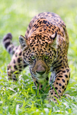  Approaching serious jaguar by Tambako The Jaguar                