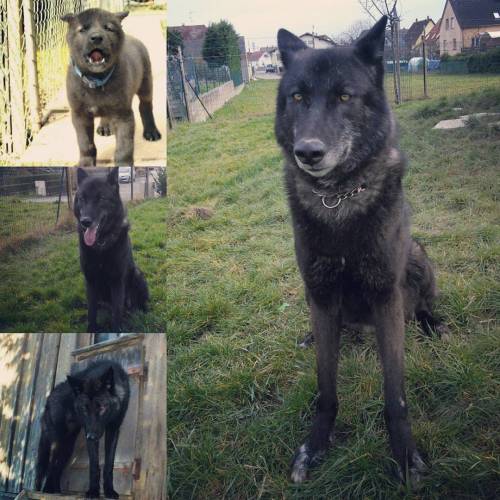 amaroqwolves: Happy Birthday Amaroq 3 years old today. #amaroq #happybirthday #americanwolfdog #myfr