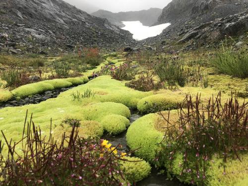 amazinglybeautifulphotography:Green Mossy World - somewhere in the Olympic Range, WA [OC] [4032 x 30