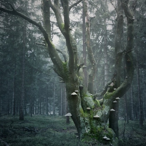 90377:  Gnarled Beech Tree / Forest by Rudolf Vlček instagram facebook