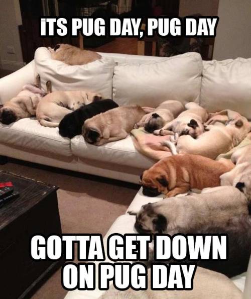 bestpugs: It’s Pug day,  Pug day, gotta get down on pug day! Happy pugday !