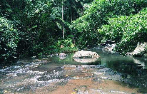ariverfullofstars:I am a forest. So much is hidden inside of me. The connections I have are vines su