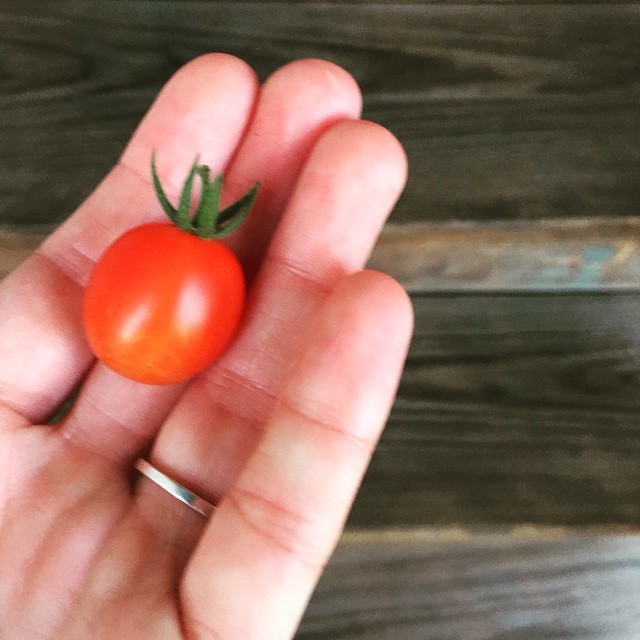 Summer’s first tomato #urbangarden #Chicago