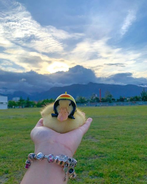 A very cute hat for a very cute duckling via @thesassyducks​ instagram