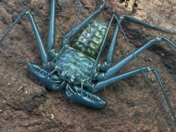 Porn photo crevicedwelling:3 hours after molting Francisco