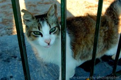 the-camera-shy-photographer:  Mallorcan cat