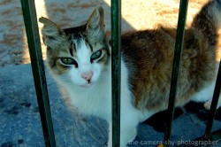 the-camera-shy-photographer:  Mallorcan cat with perfect eyeliner. 