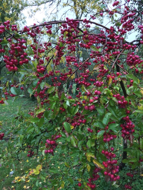 5-and-a-half-acres:Crabapple “Red Sentinel”.